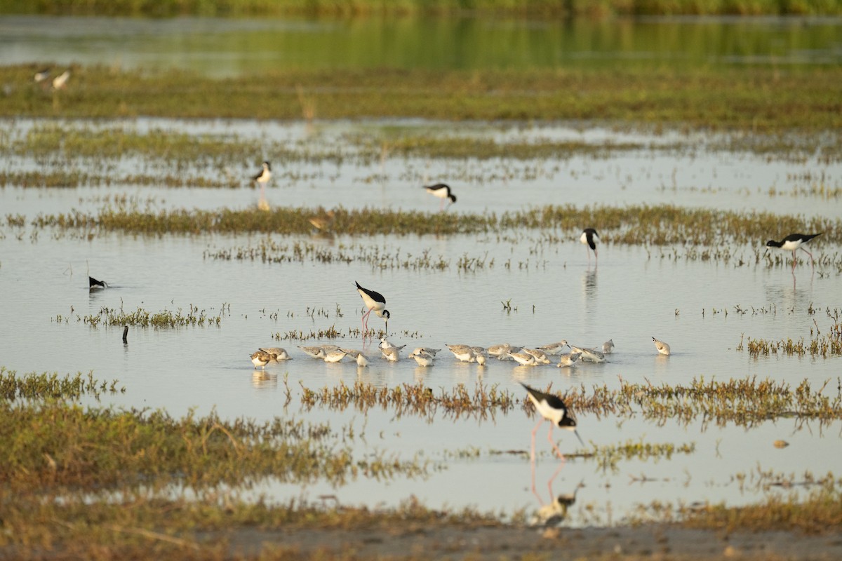 Sanderling - ML647808564