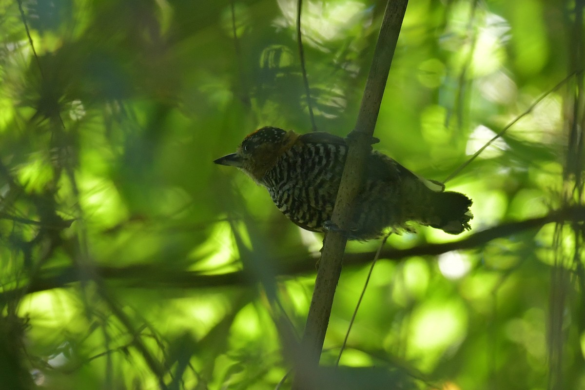 Ochre-collared Piculet - ML647808573