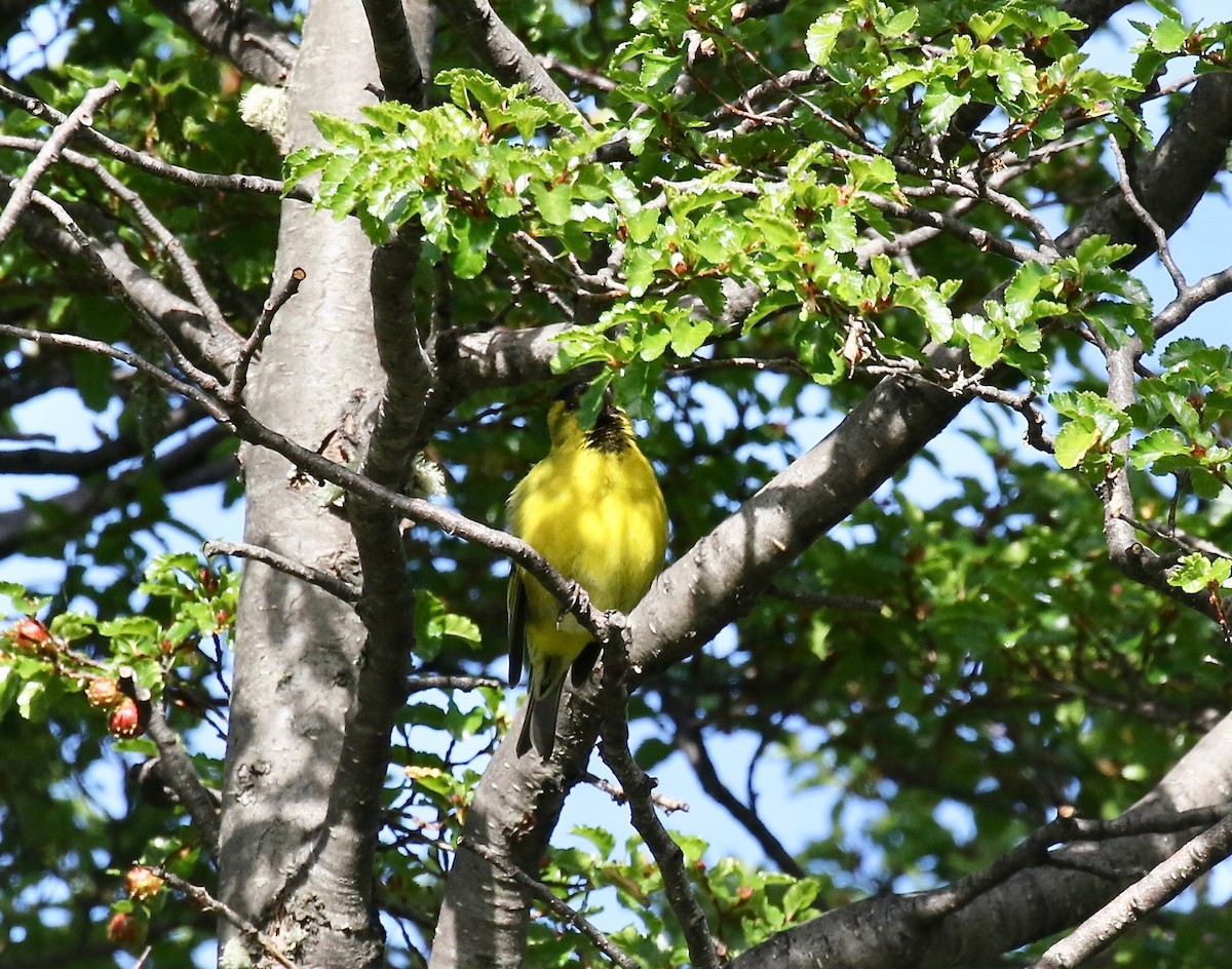 Black-chinned Siskin - ML647808574
