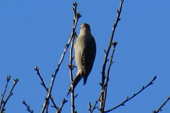 Red-bellied Woodpecker - ML647808575
