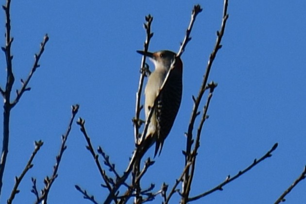 Red-bellied Woodpecker - ML647808576