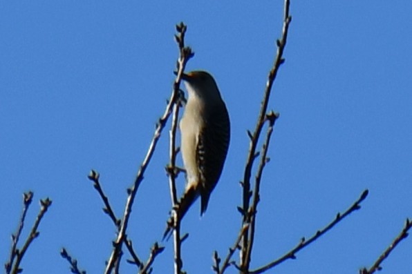 Red-bellied Woodpecker - ML647808577