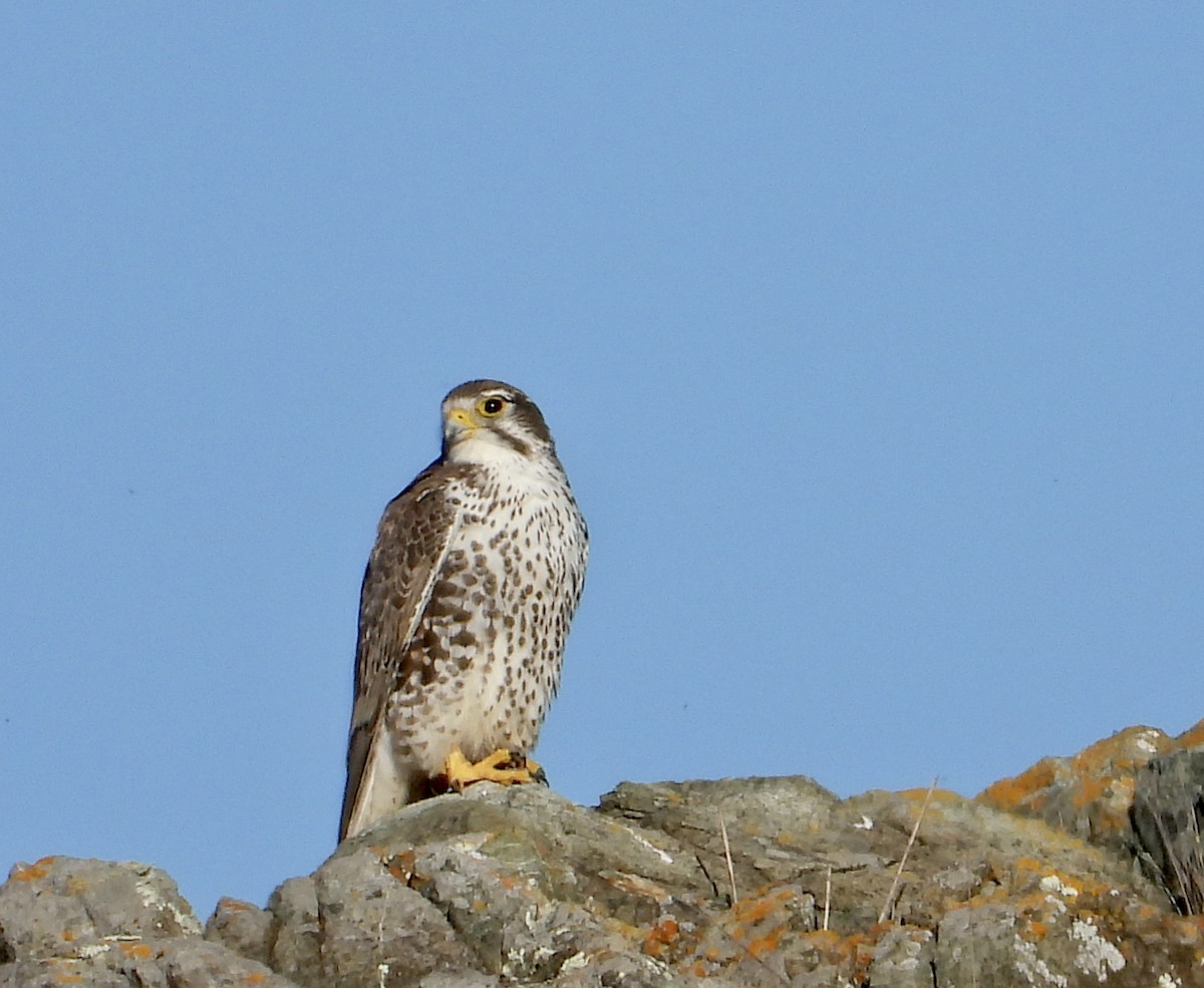 Prairie Falcon - ML647808578
