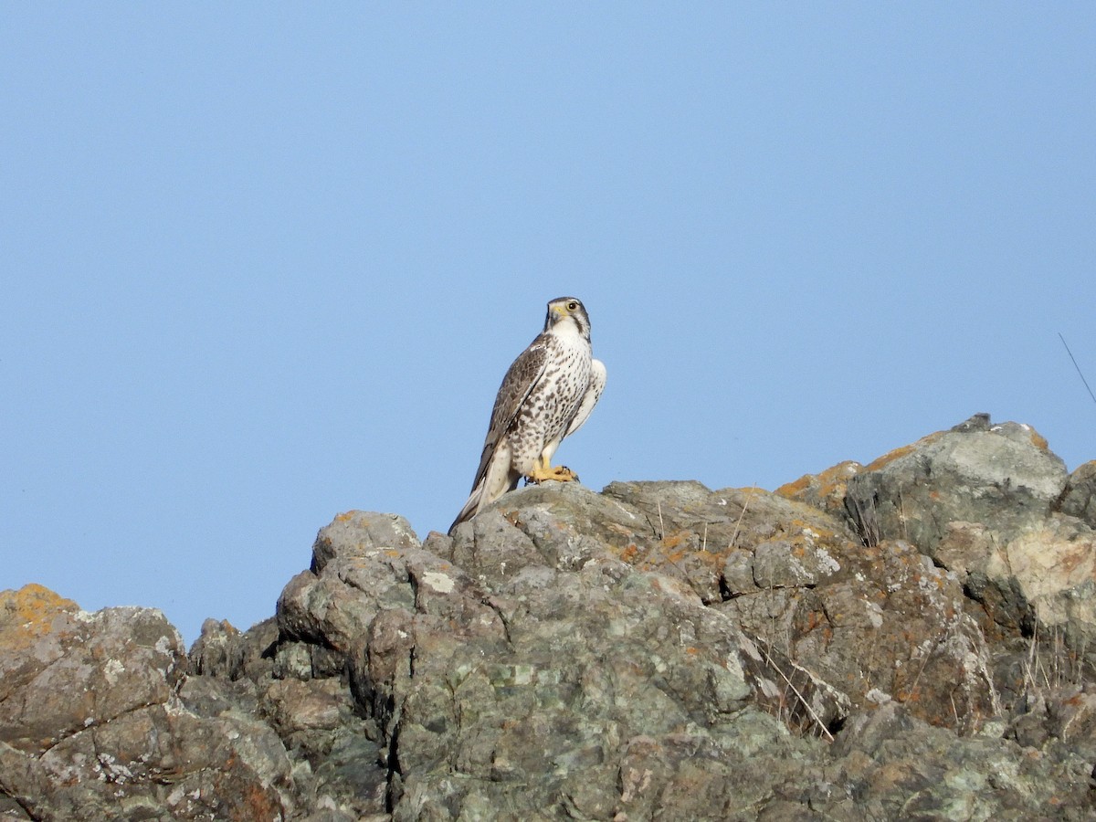 Prairie Falcon - ML647808579