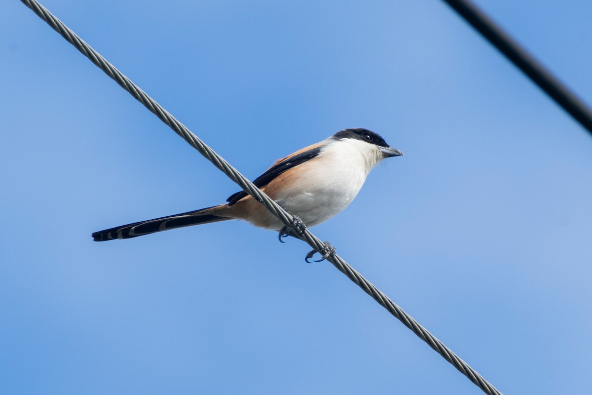 Long-tailed Shrike - ML647808580