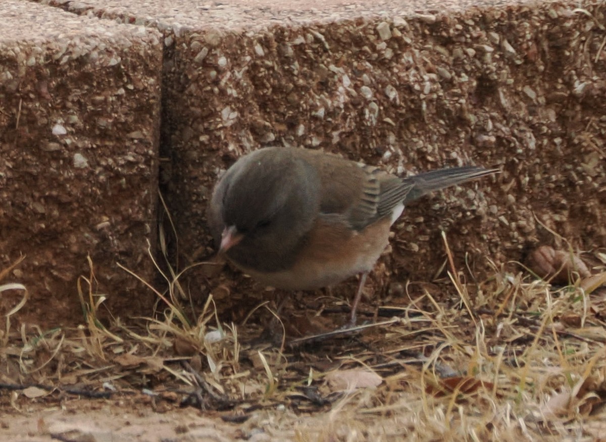 Dark-eyed Junco (Oregon) - ML647808581