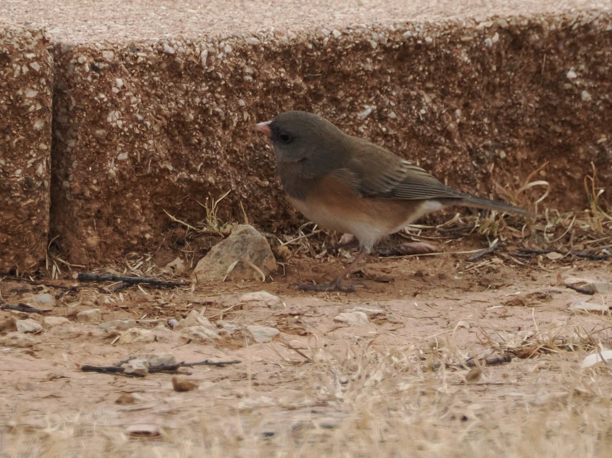 Dark-eyed Junco (Oregon) - ML647808582