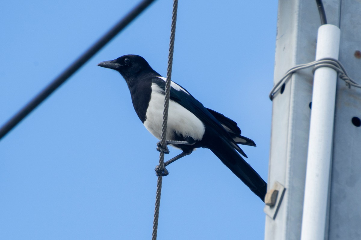 Oriental Magpie - ML647808585