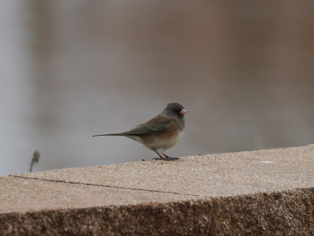 Dark-eyed Junco (Oregon) - ML647808586
