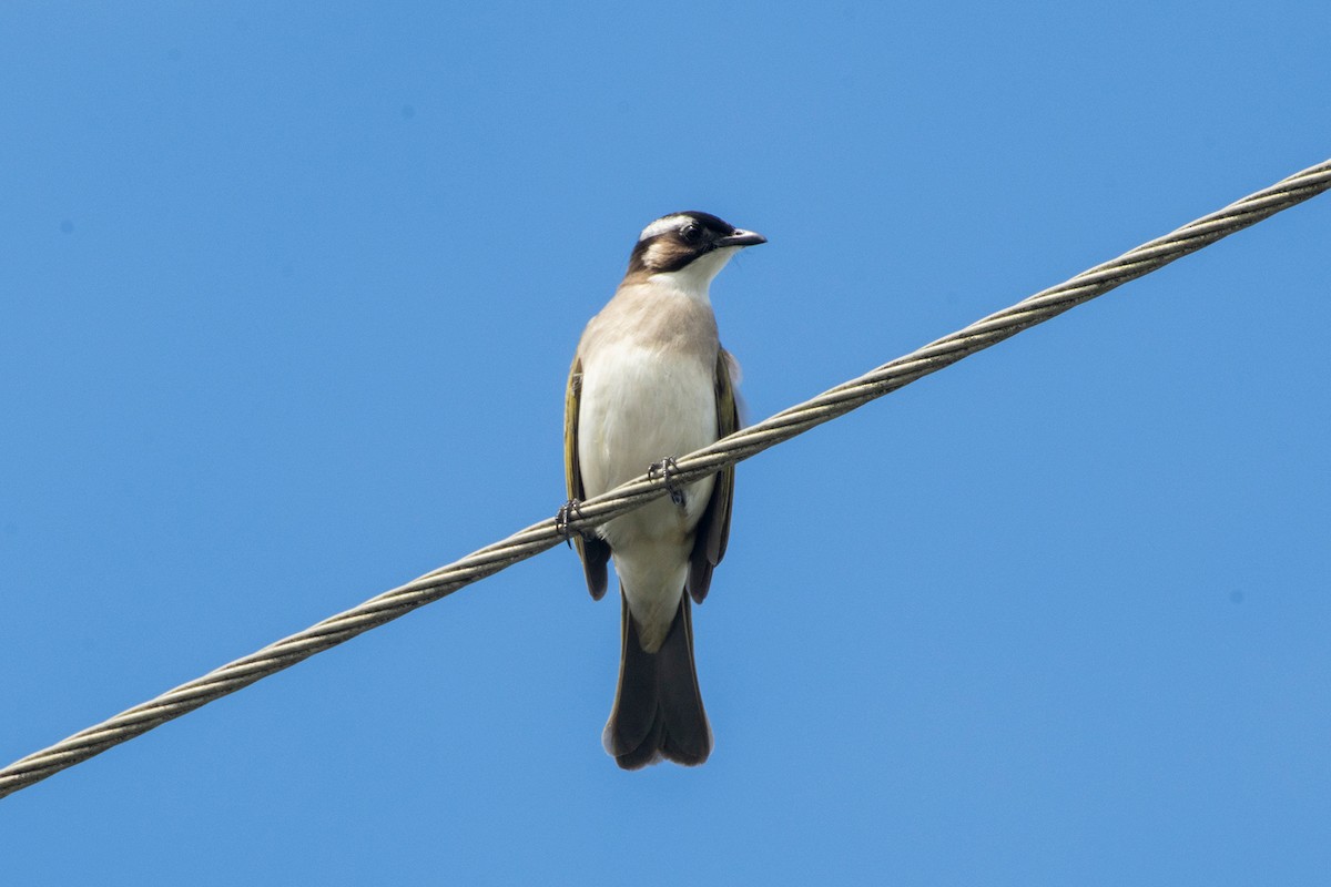 Light-vented Bulbul - ML647808588