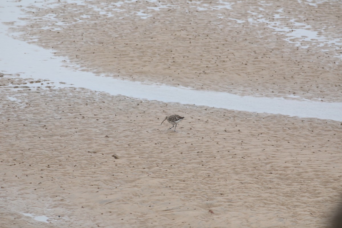 Eurasian Curlew - ML647808589