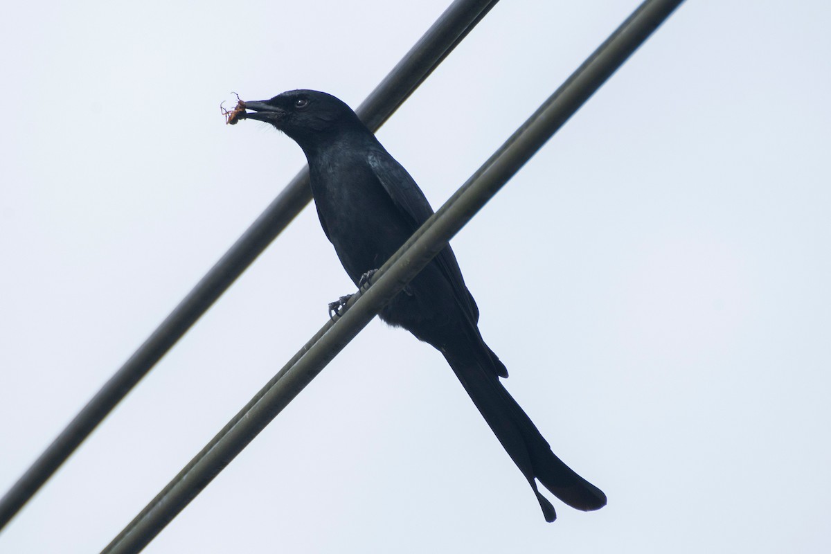 Black Drongo - ML647808590