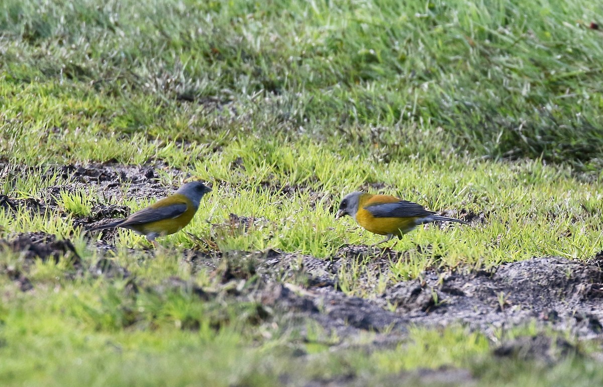 Patagonian Sierra Finch - ML647808592