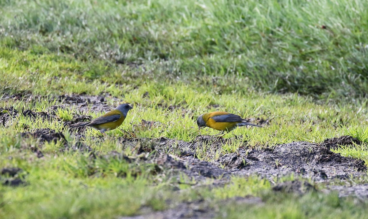 Patagonian Sierra Finch - ML647808593