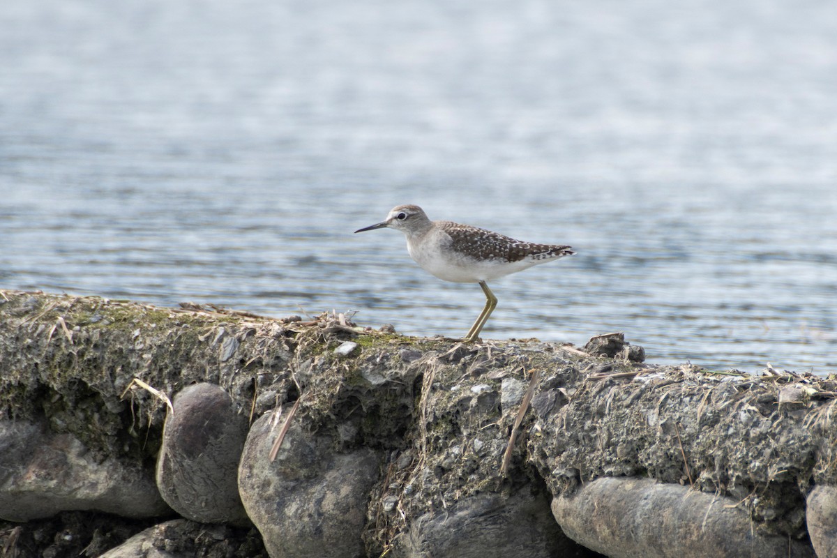 Wood Sandpiper - ML647808594