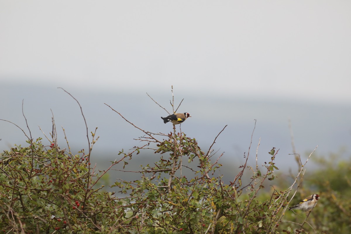 European Goldfinch - ML647808595