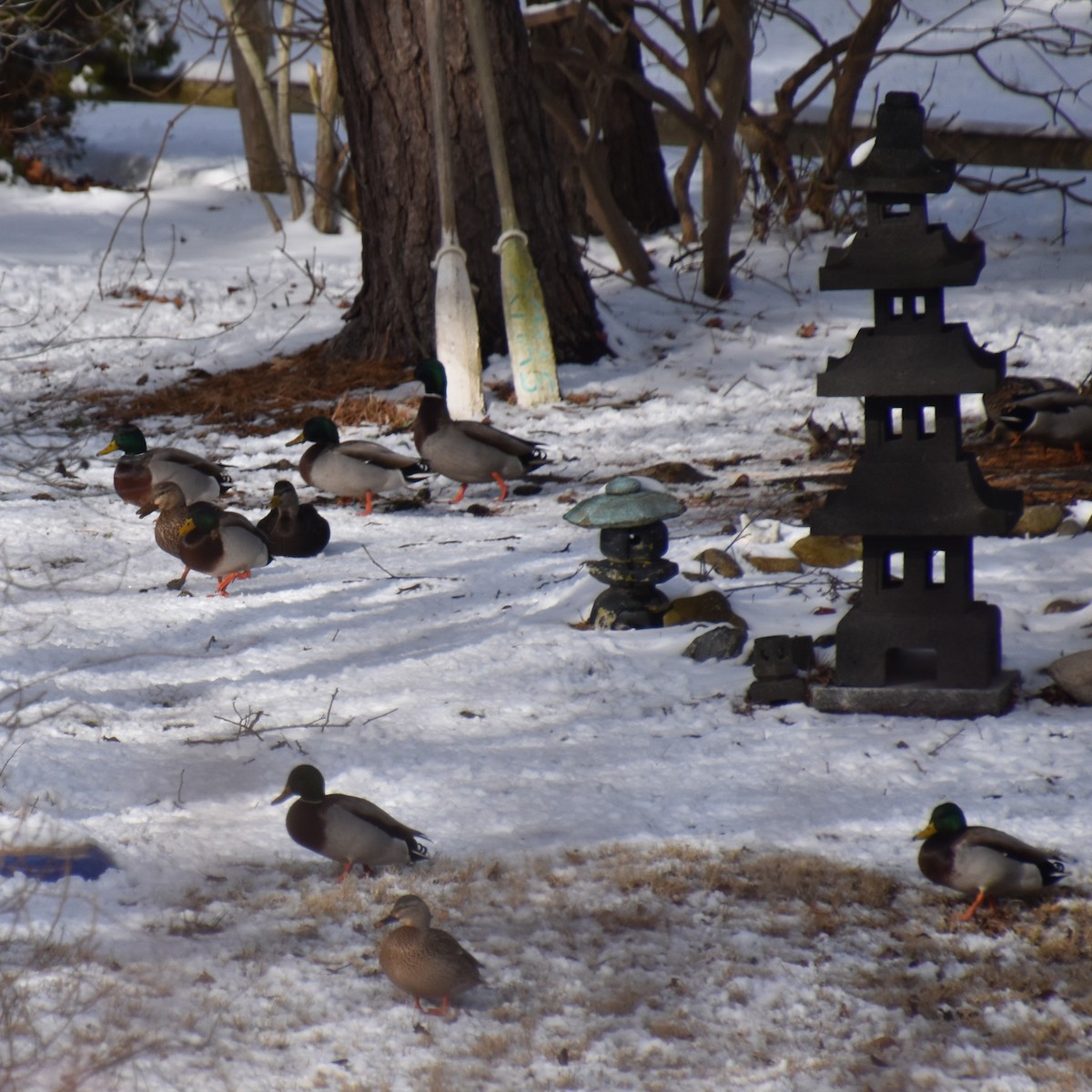 Mallard - ML647808598