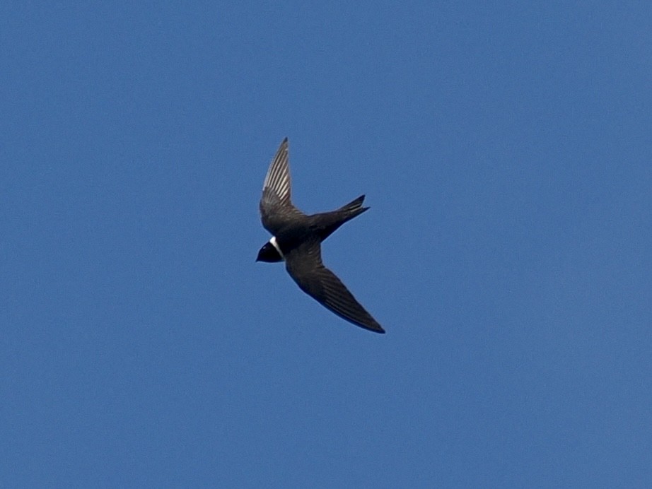 White-collared Swift - ML647808601