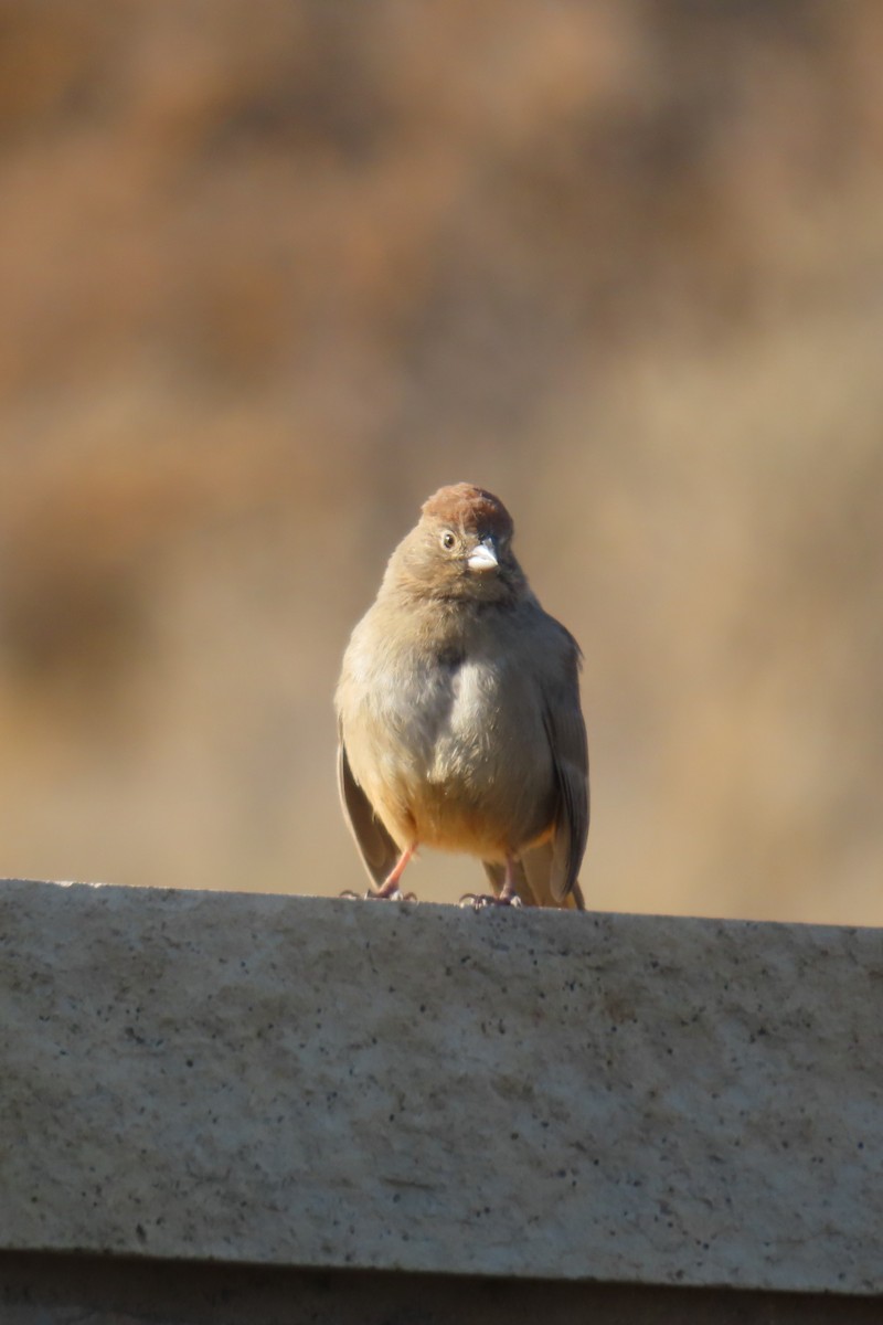 Canyon Towhee - ML647808602