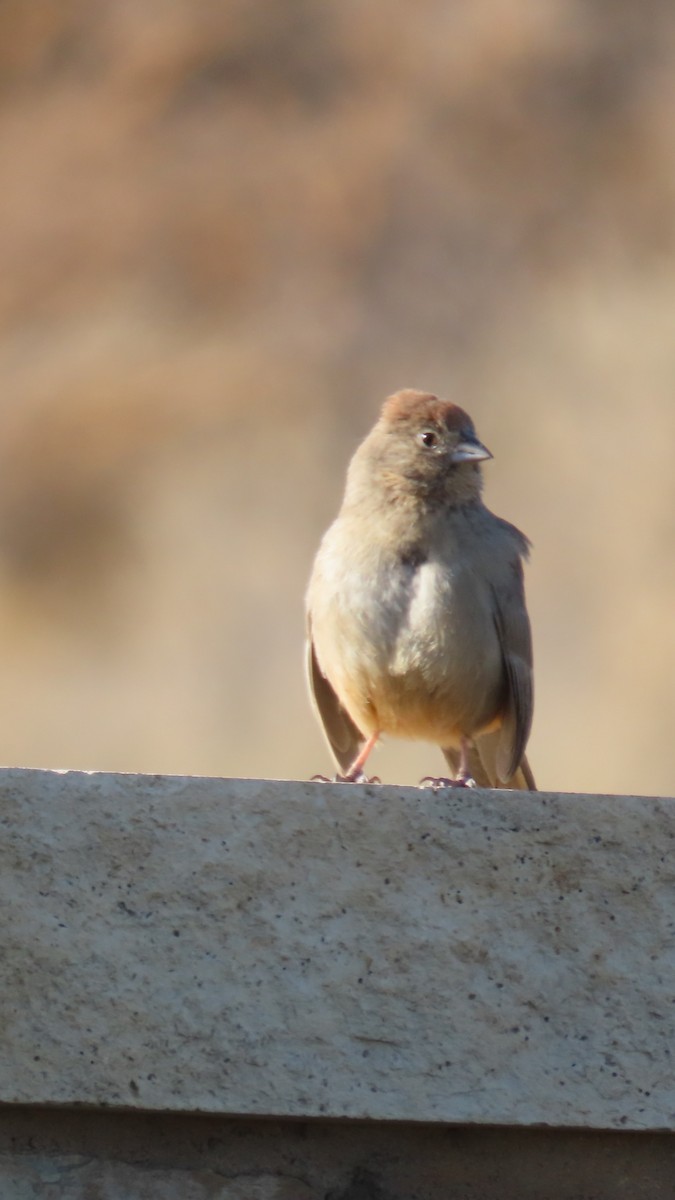 Canyon Towhee - ML647808603