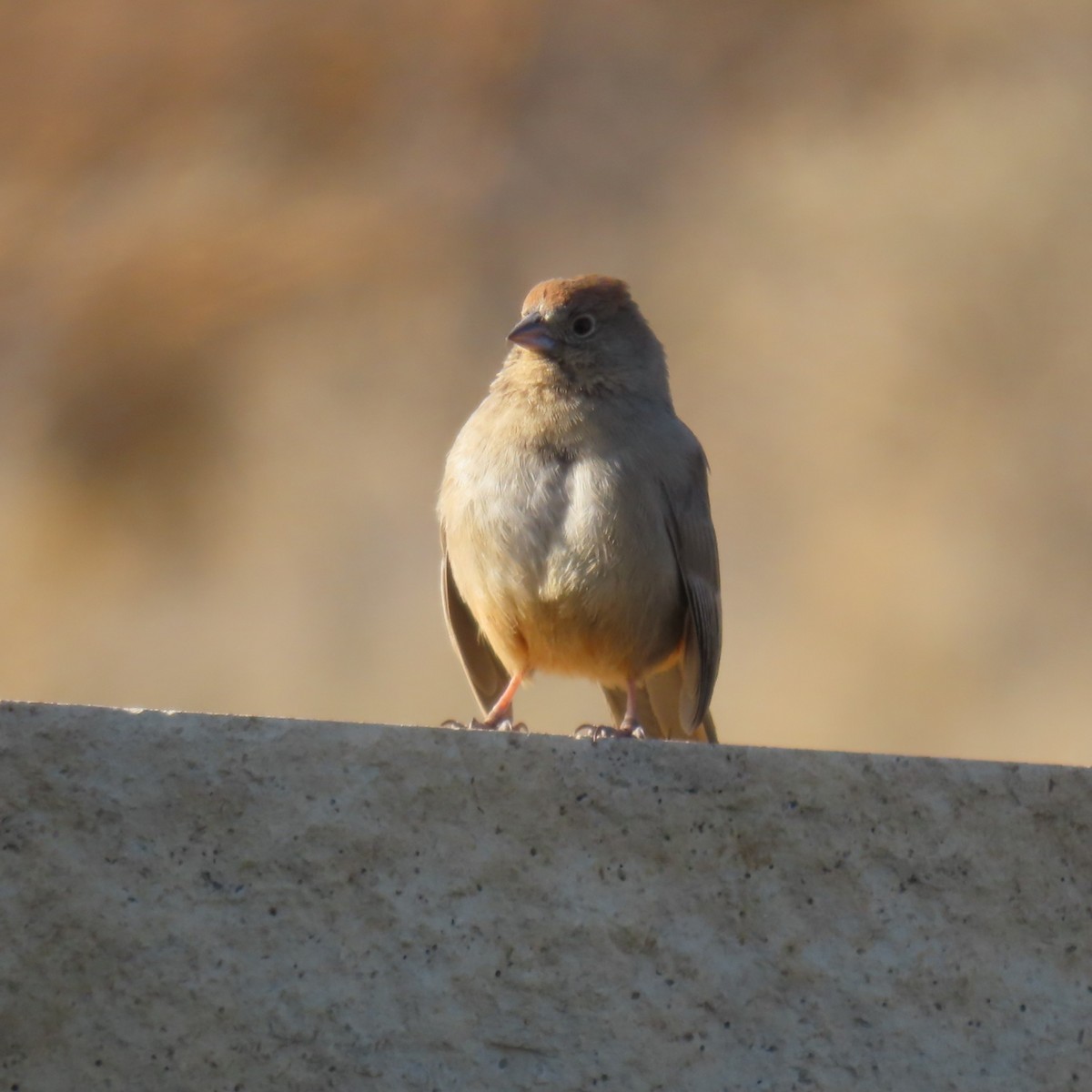 Canyon Towhee - ML647808605