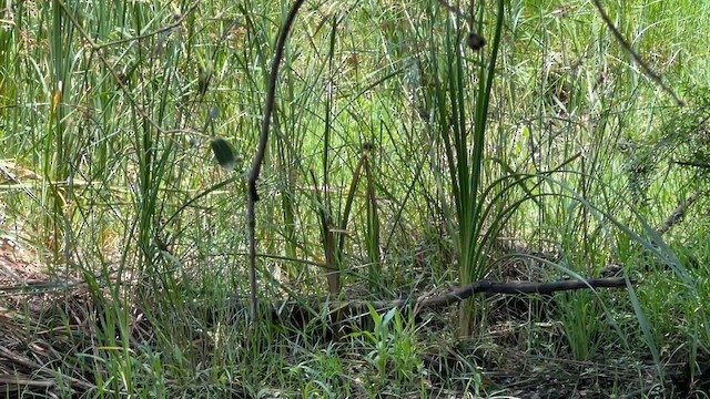 Estrilda Común - ML647808621