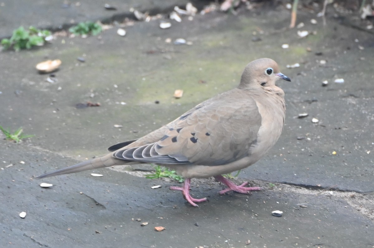 ナゲキバト - ML647808630