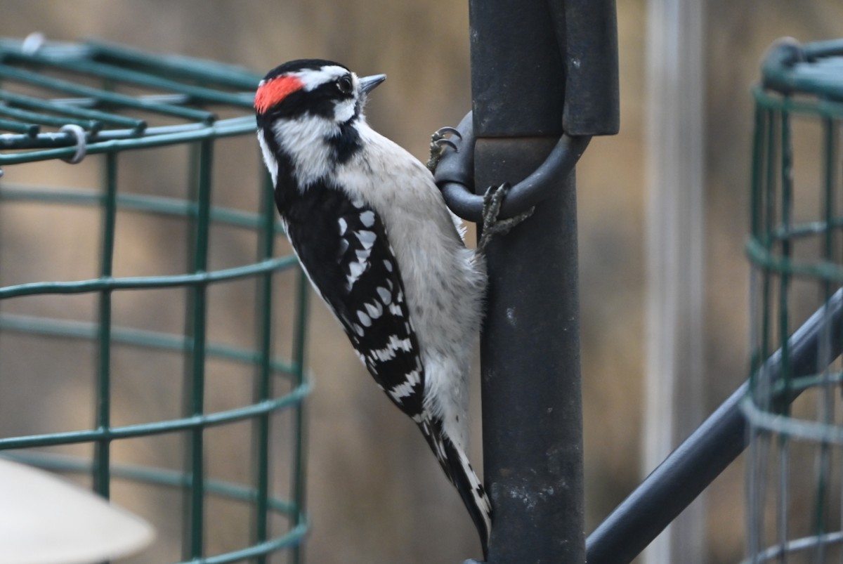 セジロコゲラ - ML647808632