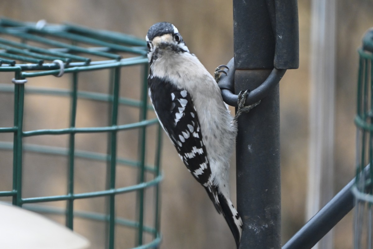 セジロコゲラ - ML647808643