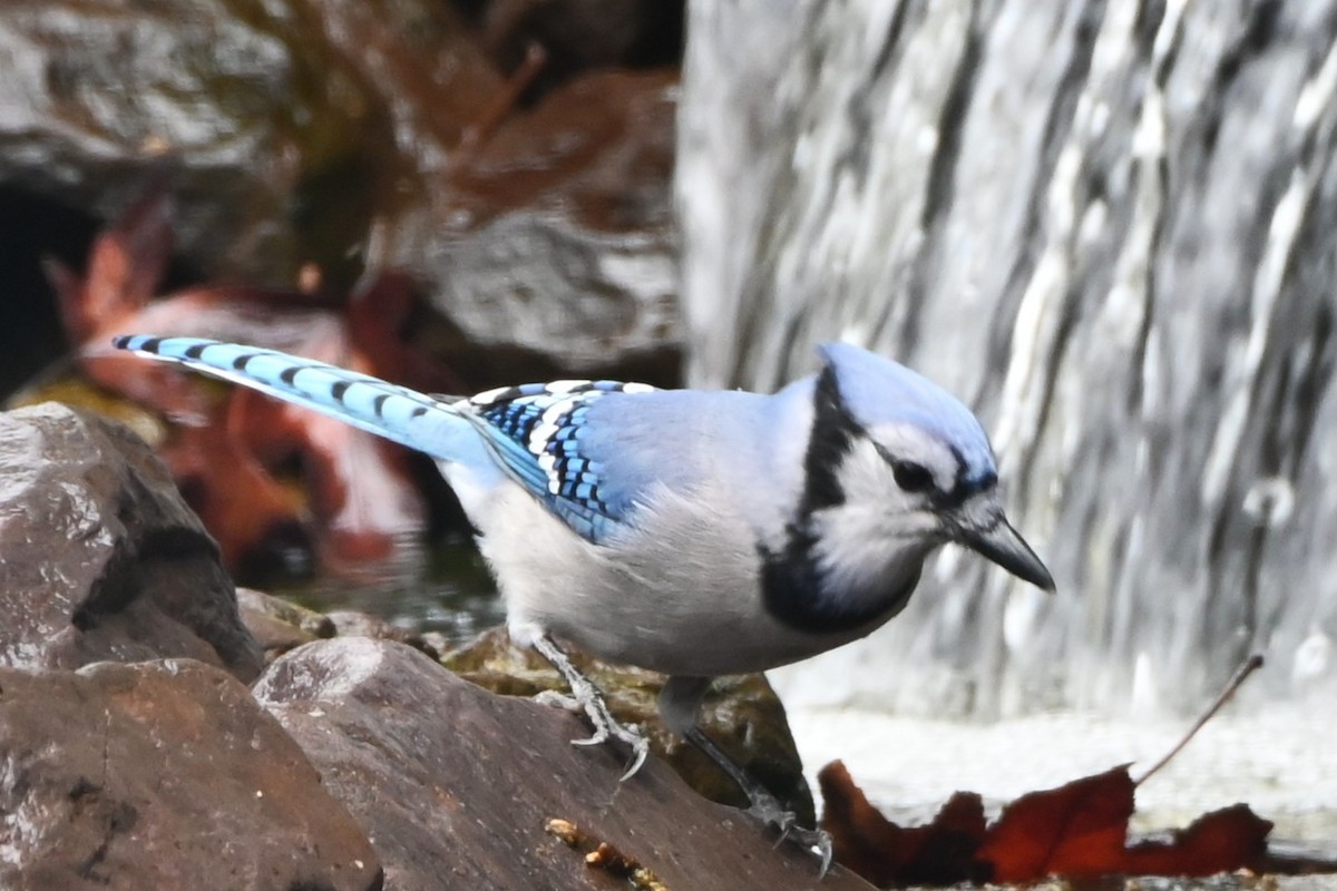 アオカケス - ML647808668