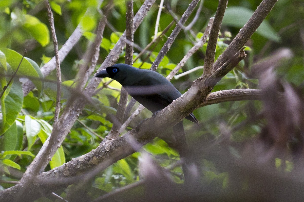 Racket-tailed Treepie - ML647808670
