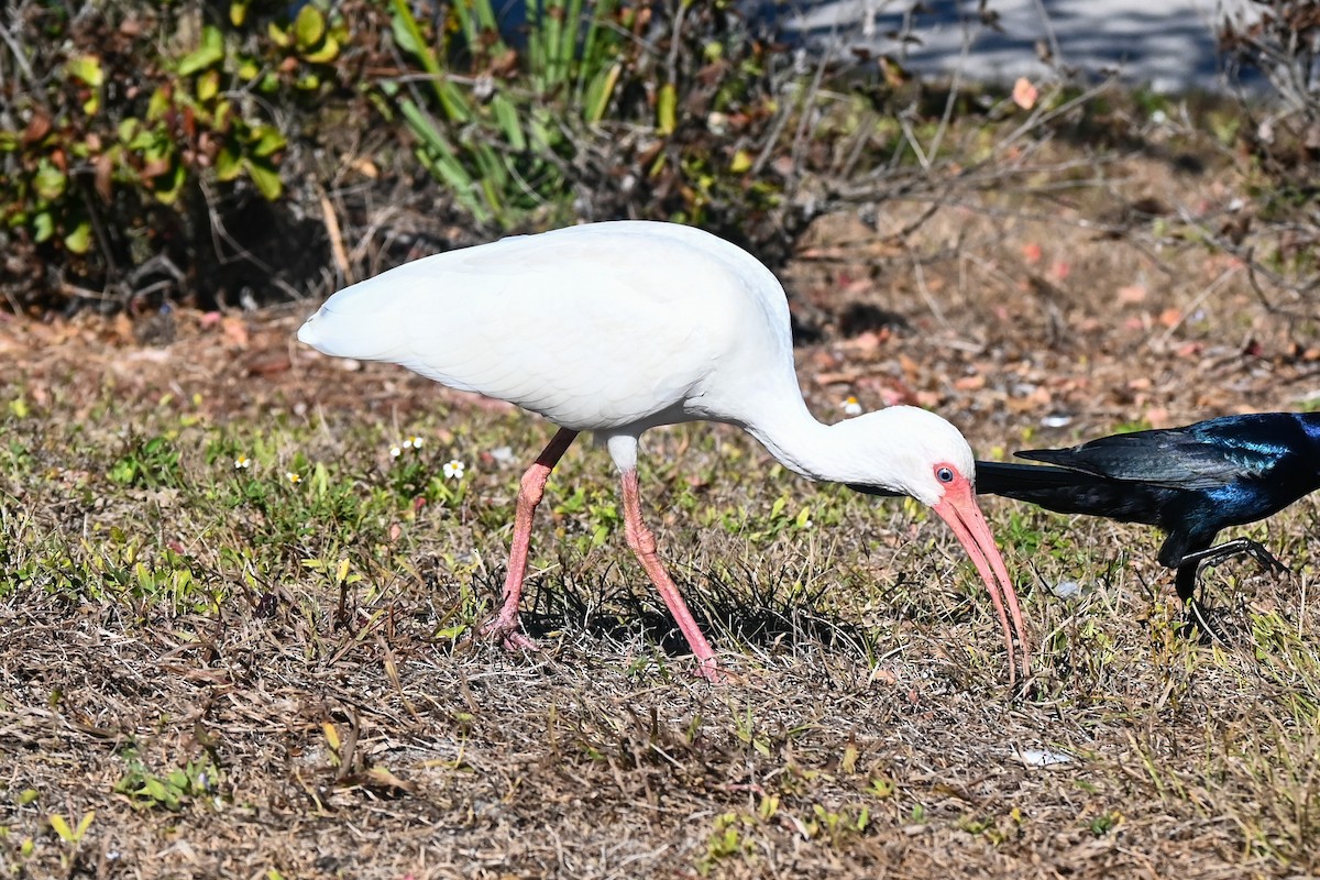 Ібіс білий - ML647808672