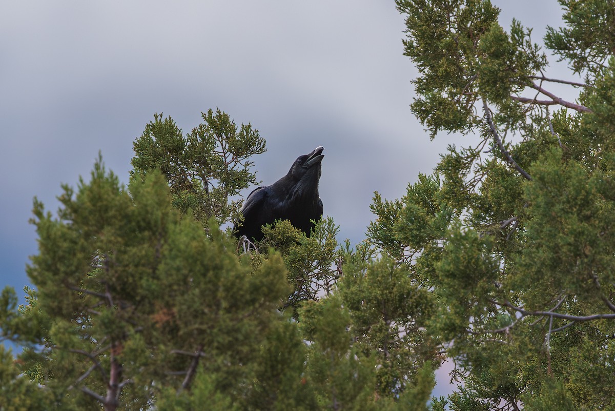 עורב שחור - ML647808679