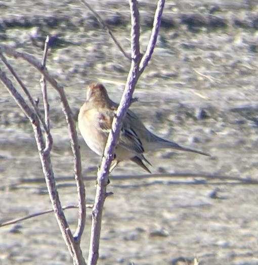 American Tree Sparrow - ML647808680