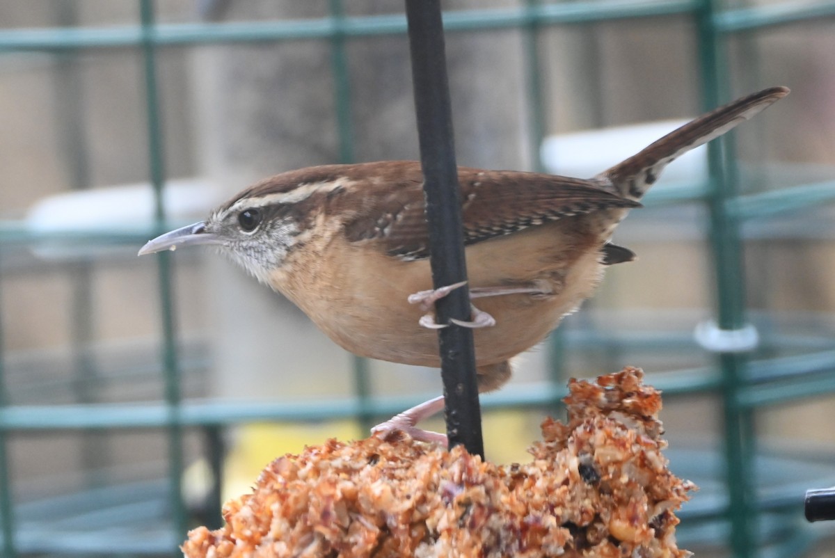 チャバラマユミソサザイ - ML647808682