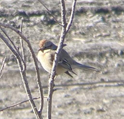 American Tree Sparrow - ML647808683