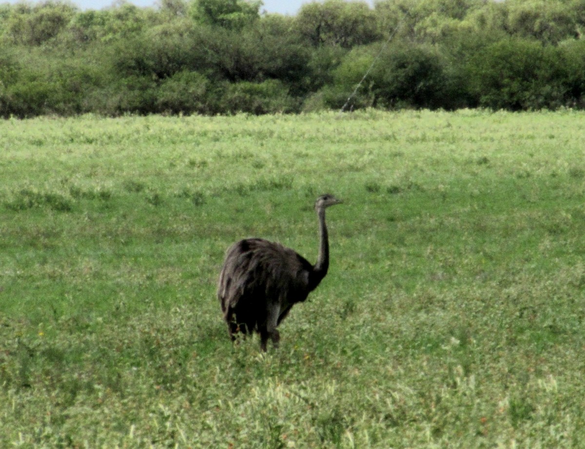 nandu pampový - ML647808684