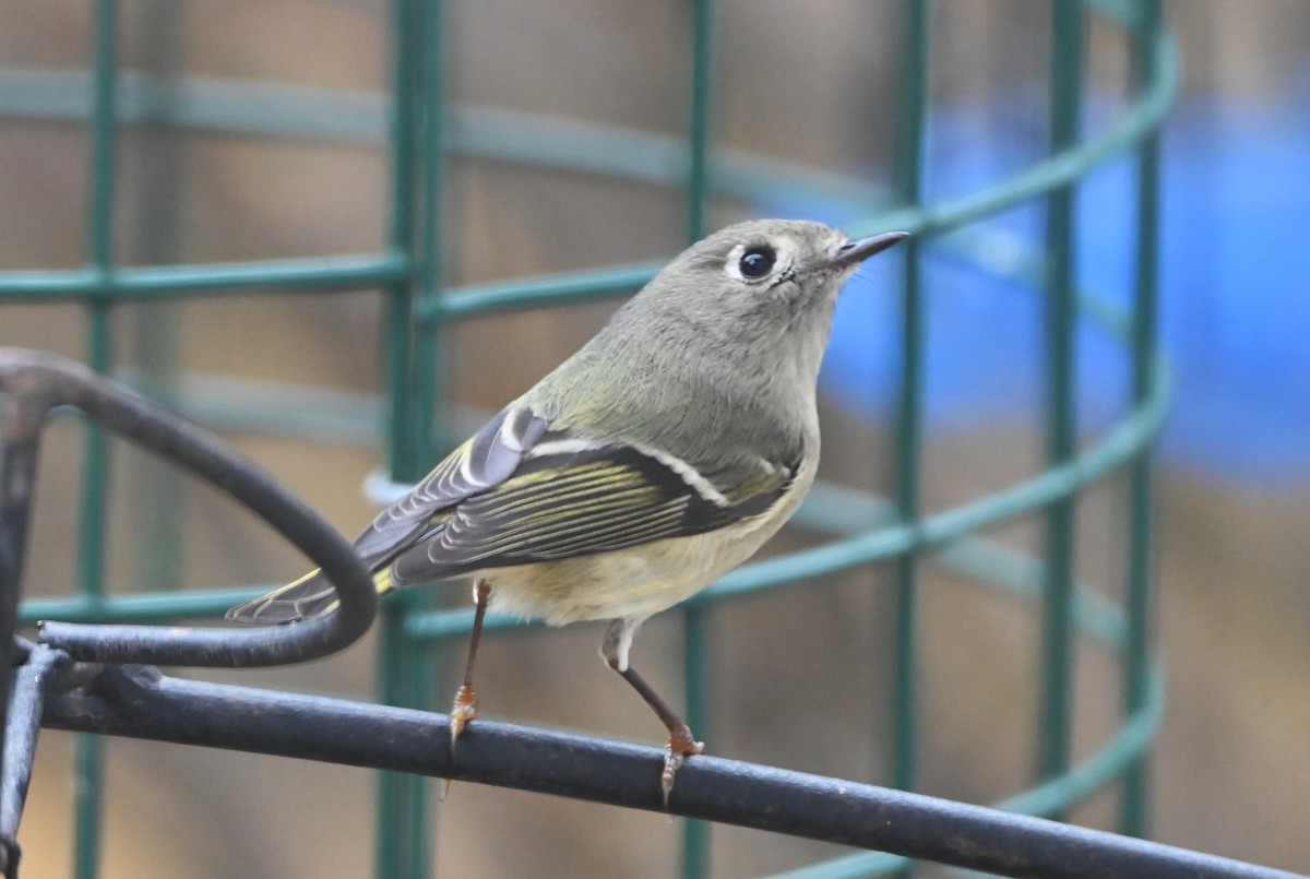 Ruby-crowned Kinglet - ML647808685