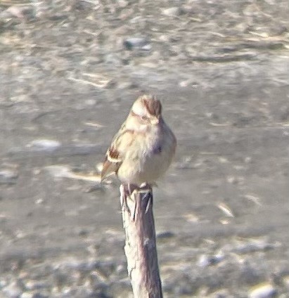 American Tree Sparrow - ML647808690