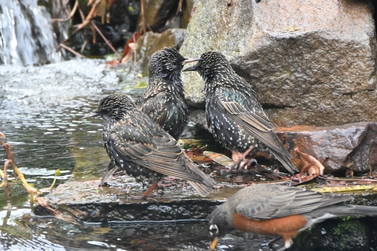 ホシムクドリ - ML647808701