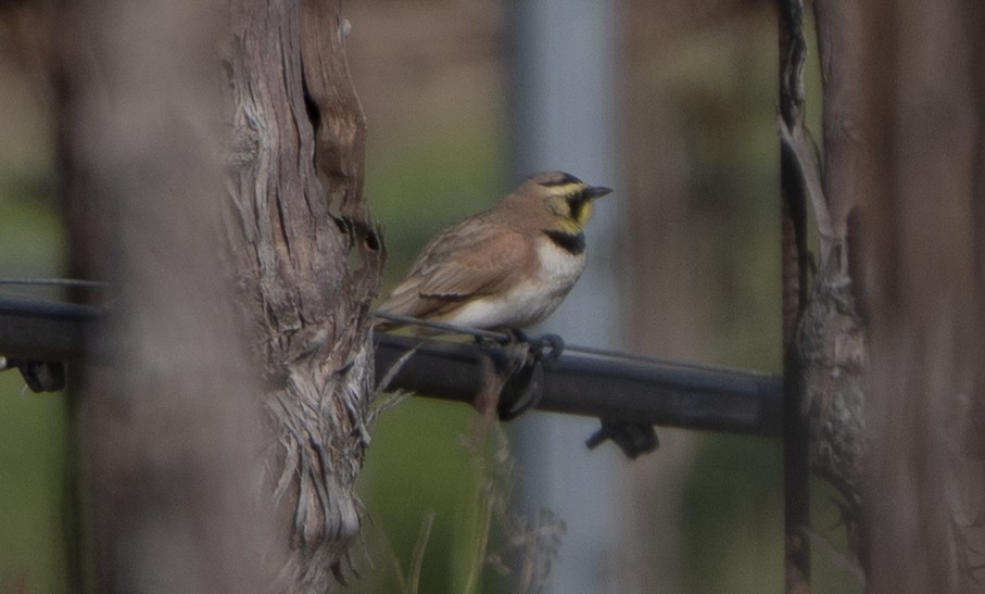 Alondra Cornuda - ML647808706