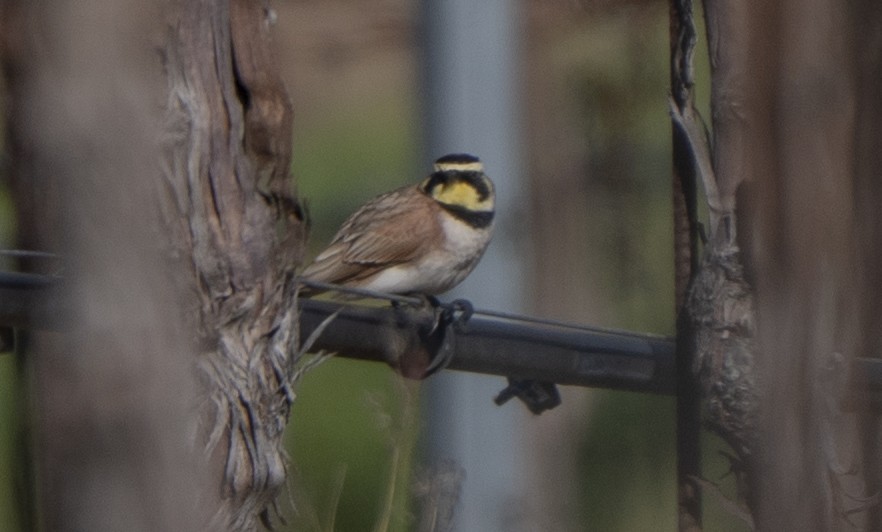 Alondra Cornuda - ML647808707