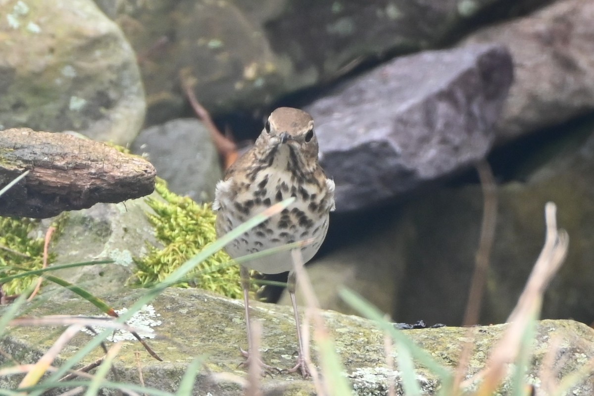 チャイロコツグミ - ML647808708