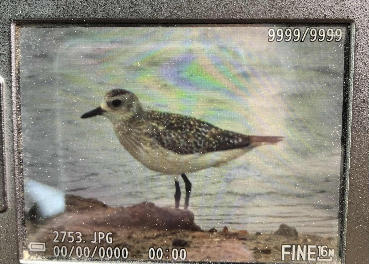 Chorlito Gris - ML647808713