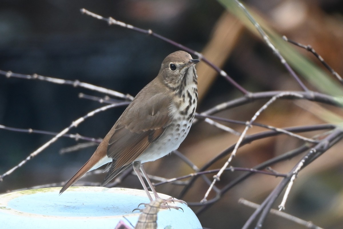 チャイロコツグミ - ML647808715