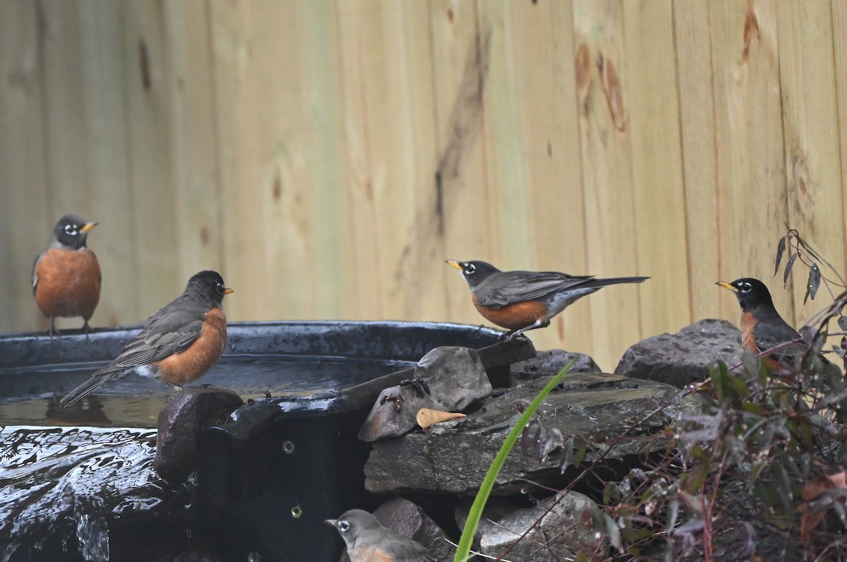 American Robin - ML647808741