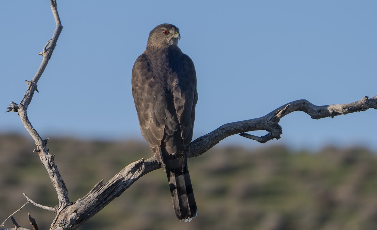 Cooper's Hawk - ML647808746