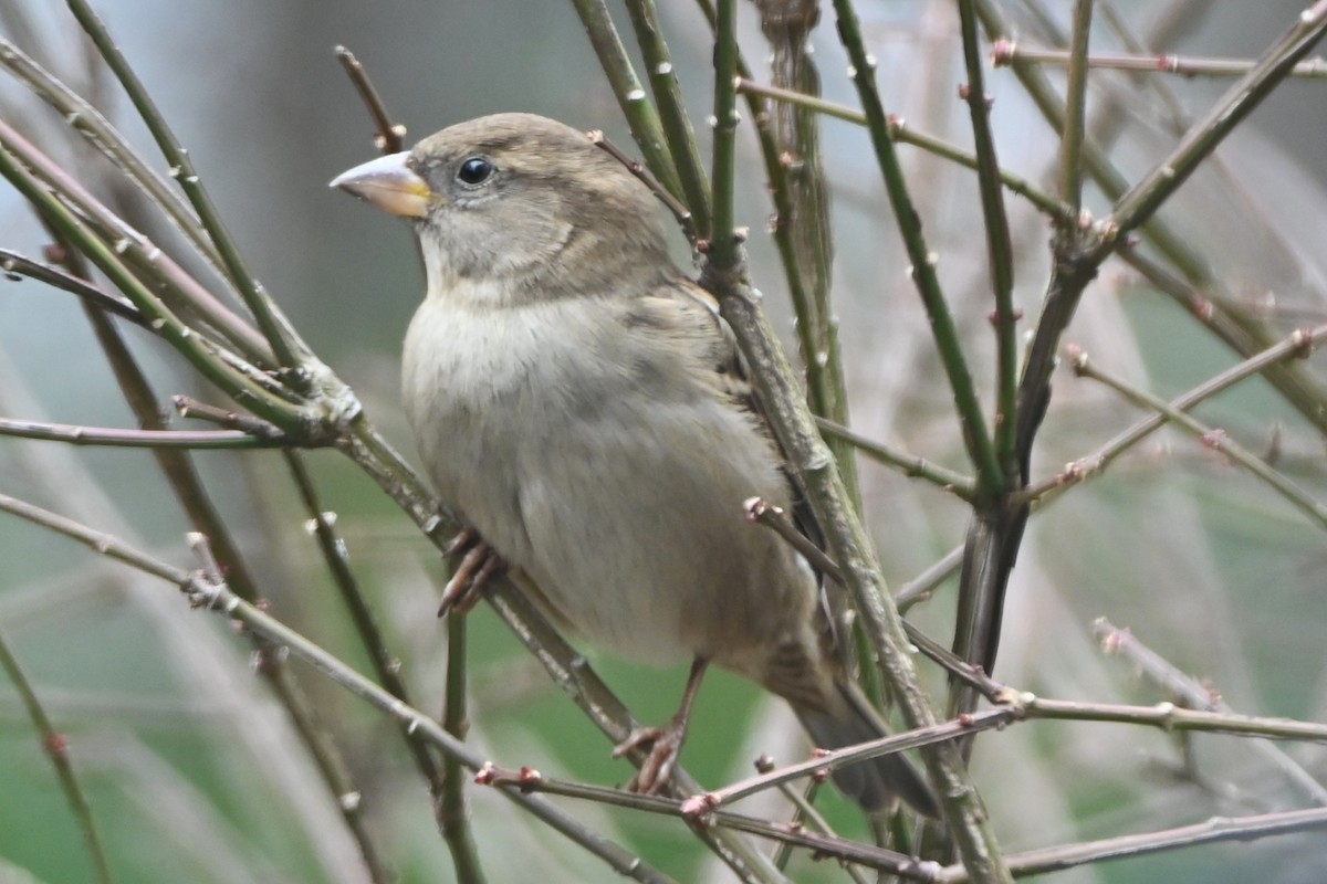 イエスズメ - ML647808747