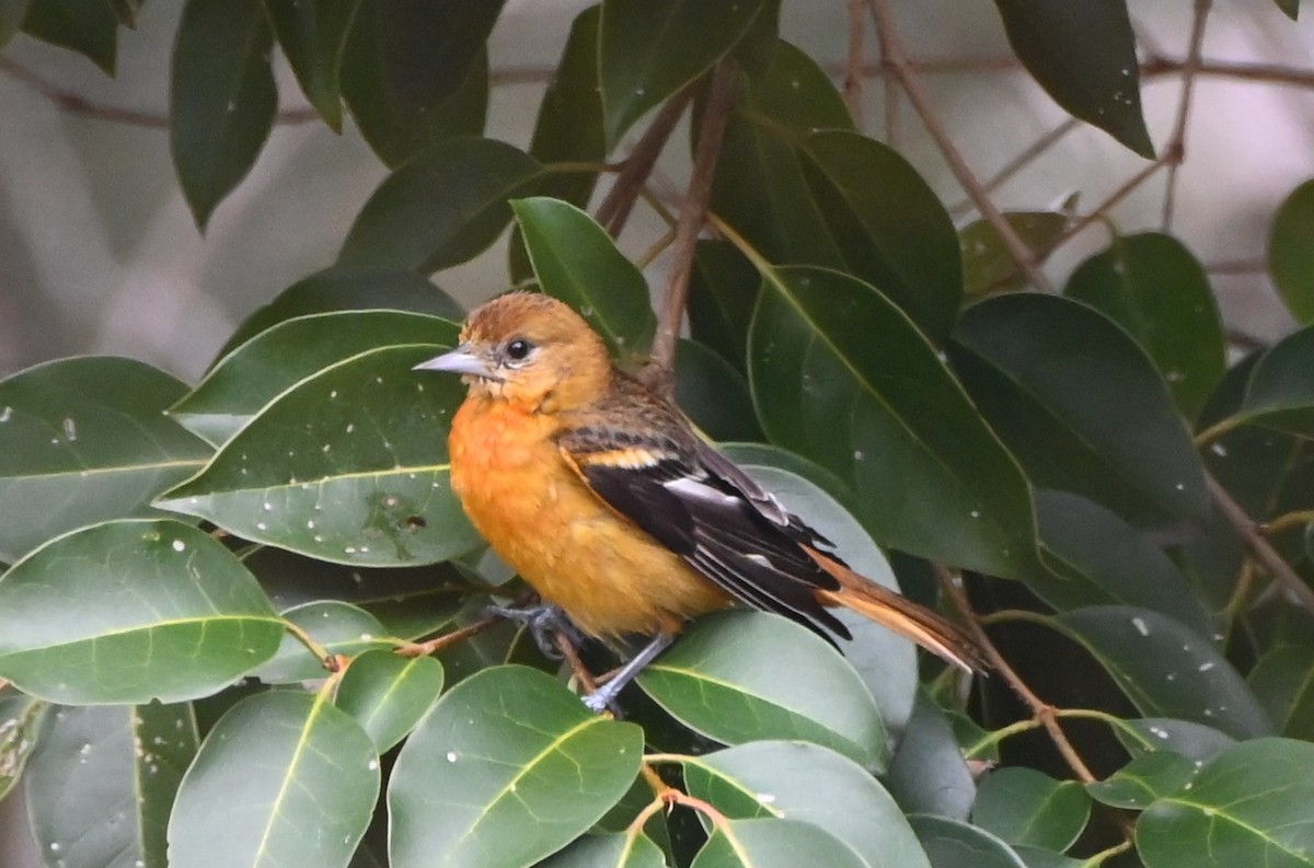 ボルチモアムクドリモドキ - ML647808757