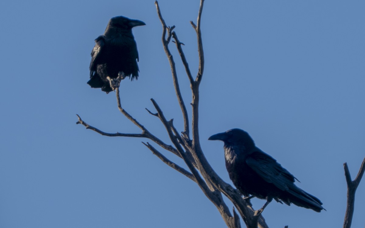 עורב שחור - ML647808760